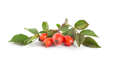 Image showing Rose hip isolated