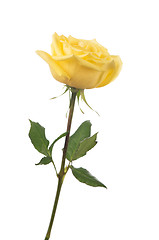 Image showing beautiful yellow rose