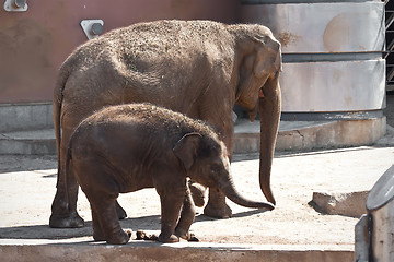 Image showing Elephant