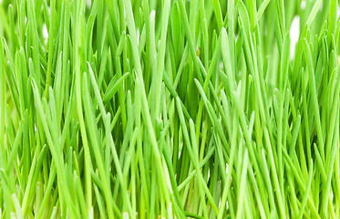 Image showing Green grass