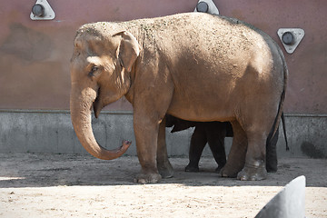 Image showing Elephant