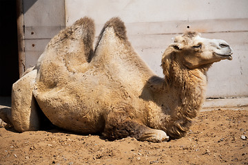 Image showing Camel