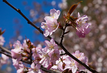 Image showing Cherry blossom