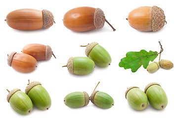 Image showing Acorns