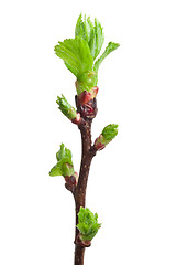 Image showing Tree branch in spring