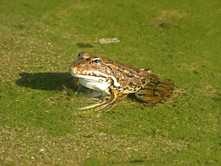 Image showing Just, kiss the frog