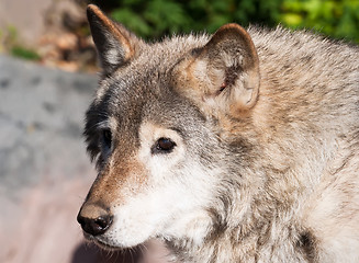 Image showing Wolf