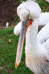 Image showing Pelican