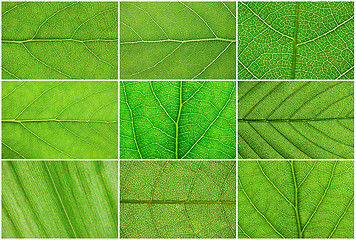 Image showing Green leaves