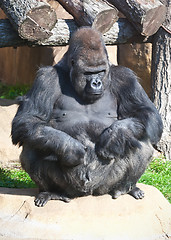 Image showing Gorilla