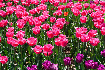 Image showing Tulip flowers