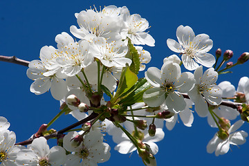 Image showing Apple flowers