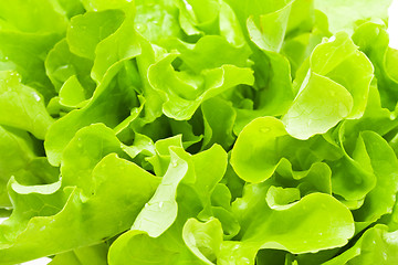 Image showing Lettuce