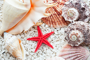 Image showing Seashells