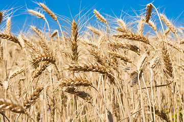 Image showing Wheat field