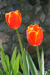 Image showing Shiny red tulips