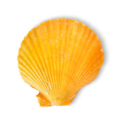 Image showing Orange sea shell