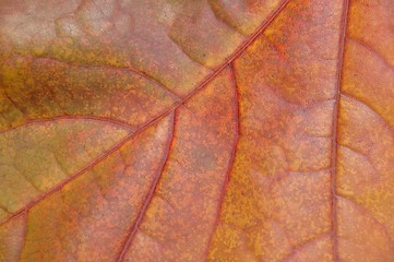 Image showing Leaf macro