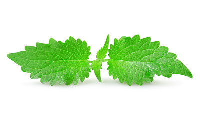 Image showing Mint isolated