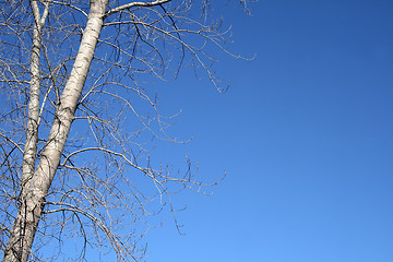 Image showing Spring tree and the blue sky