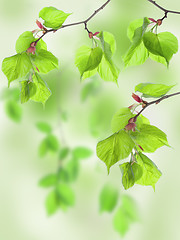 Image showing Leaves of lime in wood