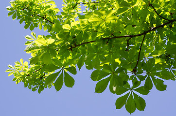 Image showing Chestnut branches