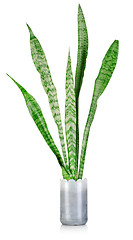 Image showing Sansevieria