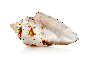 Image showing Seashell