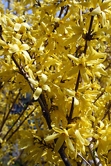 Image showing Blooming forsythia bushes in spring