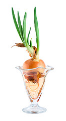 Image showing Onions in a glass vase