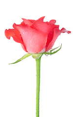 Image showing Red rose isolated