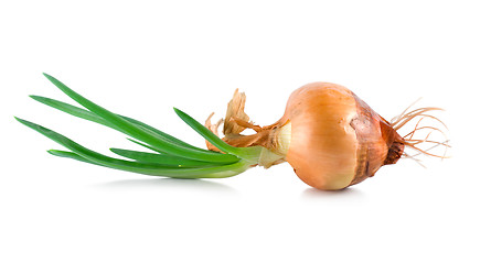 Image showing Onions with green scion isolated