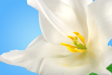 Image showing White tulip