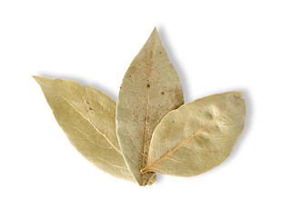 Image showing Three bay leaves