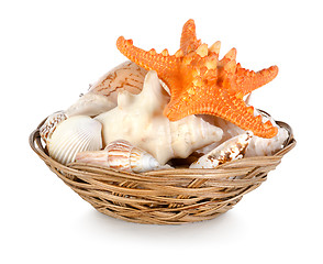 Image showing Collection of seashells