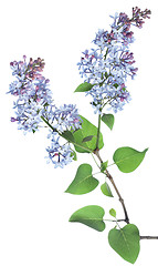 Image showing Lilac branch