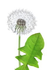 Image showing Dandelion