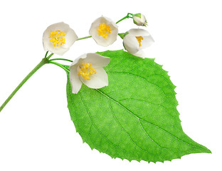 Image showing Jasmine flowers isolated