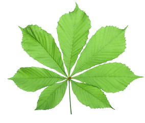 Image showing Single horse chestnut leaf