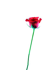 Image showing Red rose