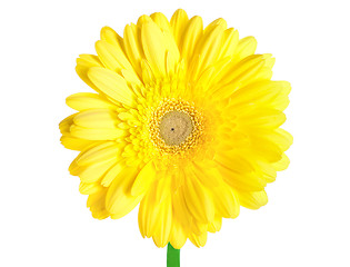 Image showing Yellow gerbera