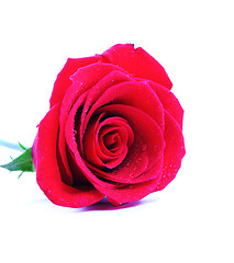 Image showing Red rose