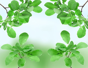Image showing Beautiful spring green leaves 