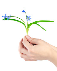 Image showing Snowdrops in hands