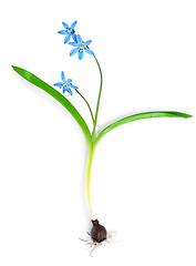 Image showing Snowdrop blue isolated