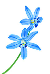 Image showing Snowdrop blue