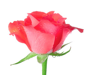 Image showing Red rose