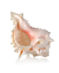 Image showing Colorful sea shell isolated