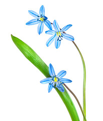 Image showing Snowdrops  blue