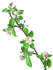 Image showing Apple branch in blossom